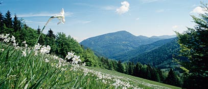 8323_narzissenw_h1.jpg